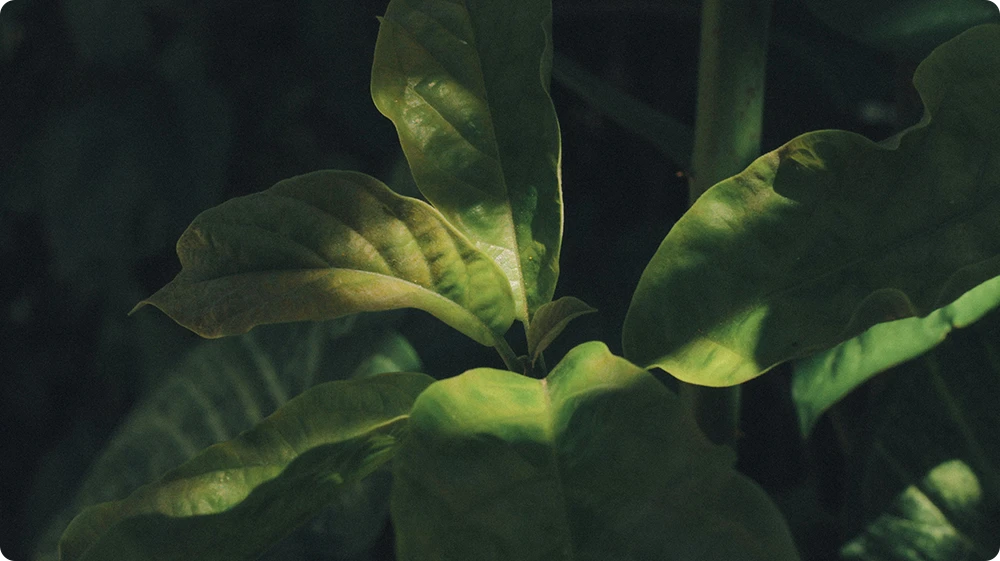 Close-up photo of a plant illustrating botanophobia, the fear of plants