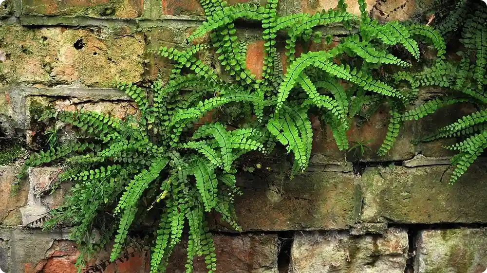 Green ferns growing from a weathered brick wall, indicating mortar deterioration and structural damage