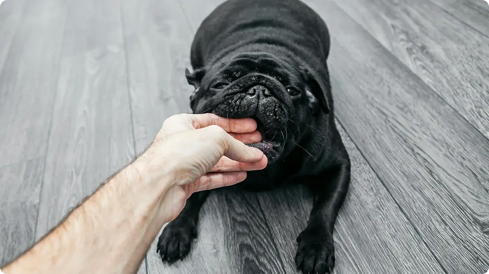 Dog biting a human, highlighting the importance of first aid courses for treatment.