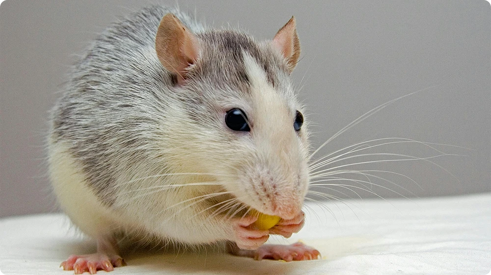 Image of a mouse, symbolising musophobia (fear of mice) in individuals.