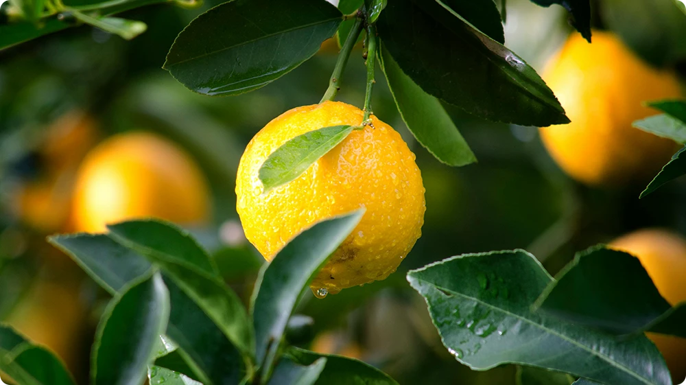 Ripe lemons on a tree natural source of flavour in foods like desserts, drinks, and sauces