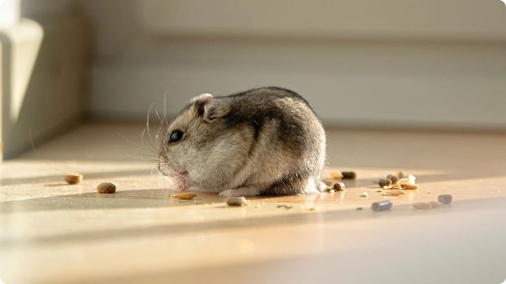 A small rodent eating scattered food pellets on a white floor - a clear indicator of pest infestation in domestic or commercial settings.