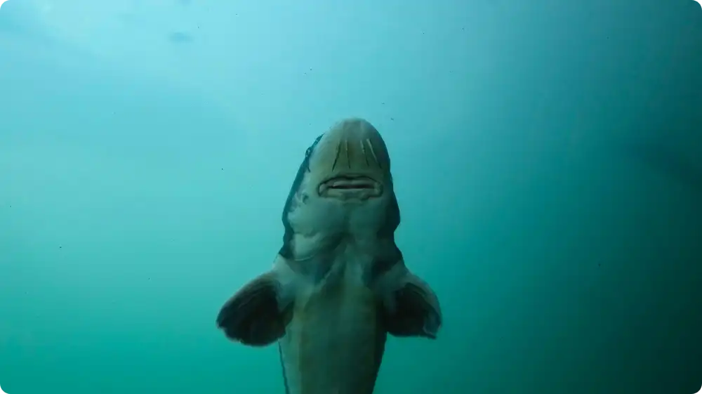 underwater view of a shark from below in deep ocean water File name: shark-visualisation-galeophobia