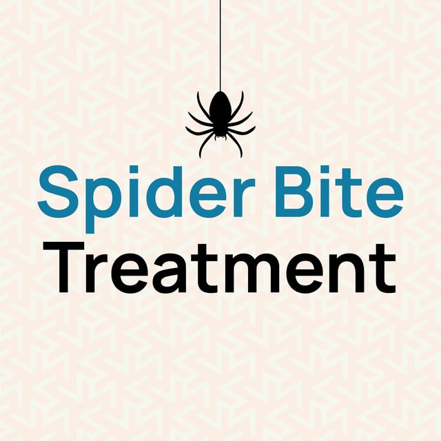 spider bite treatment